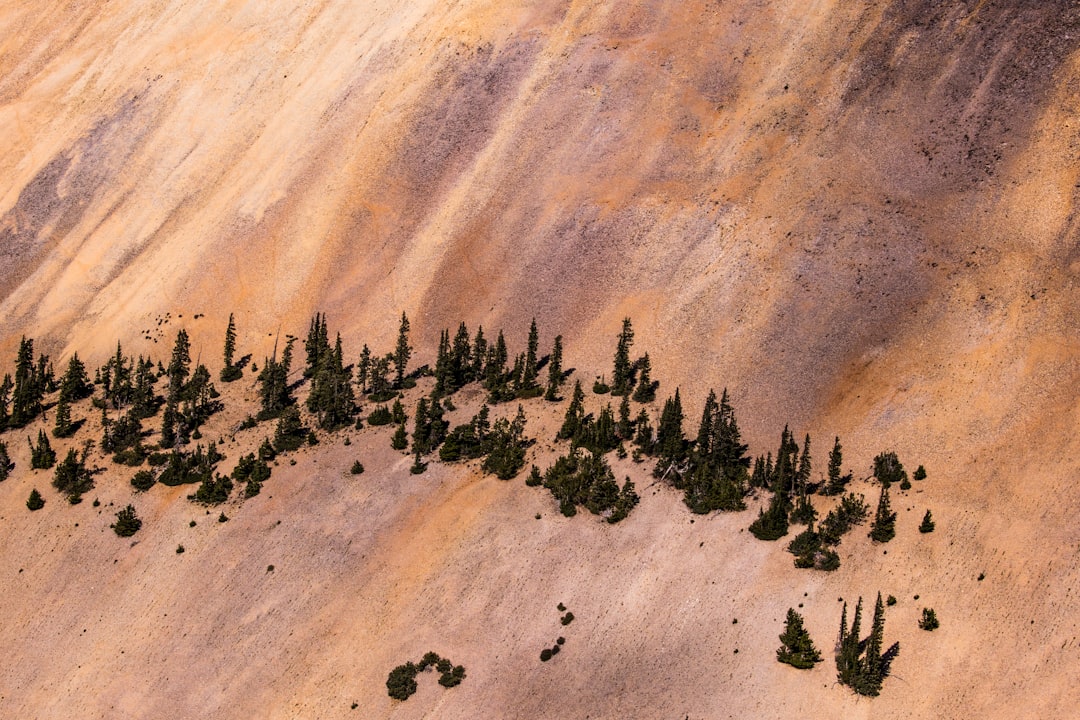 green pine trees on brown sand