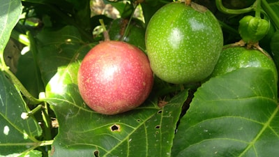 A close-up of colorful passion fruit vines loaded with fruit ready to harvest.