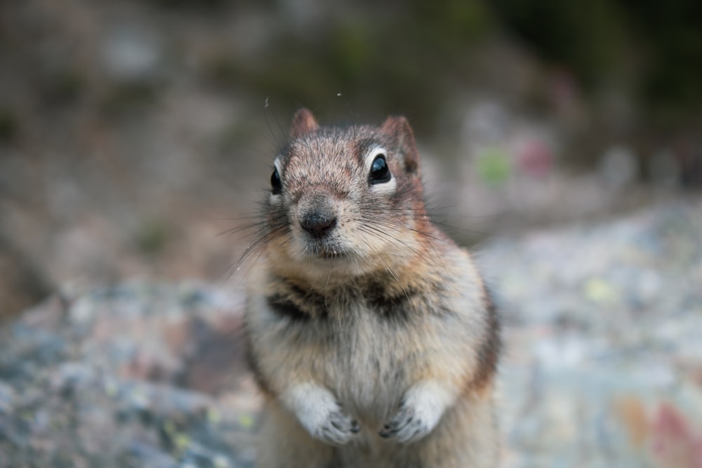 Flachfokusfotografie von Eichhörnchen