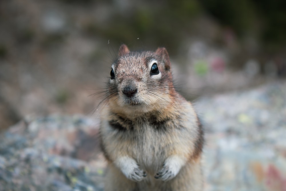 shallow focus photography of squirrel