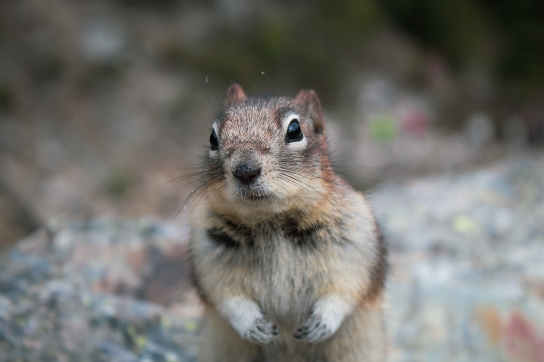 Wildlife photo spot Moraine Lake Yoho National Park