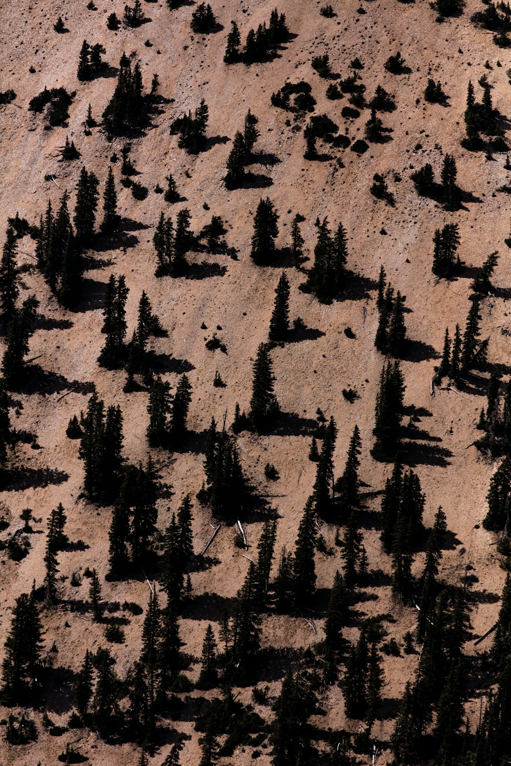 fotografia aérea de árvores na colina