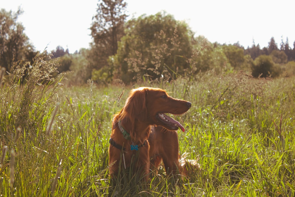 perro marrón de pelo largo