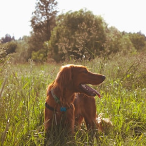 long-coated brown dog