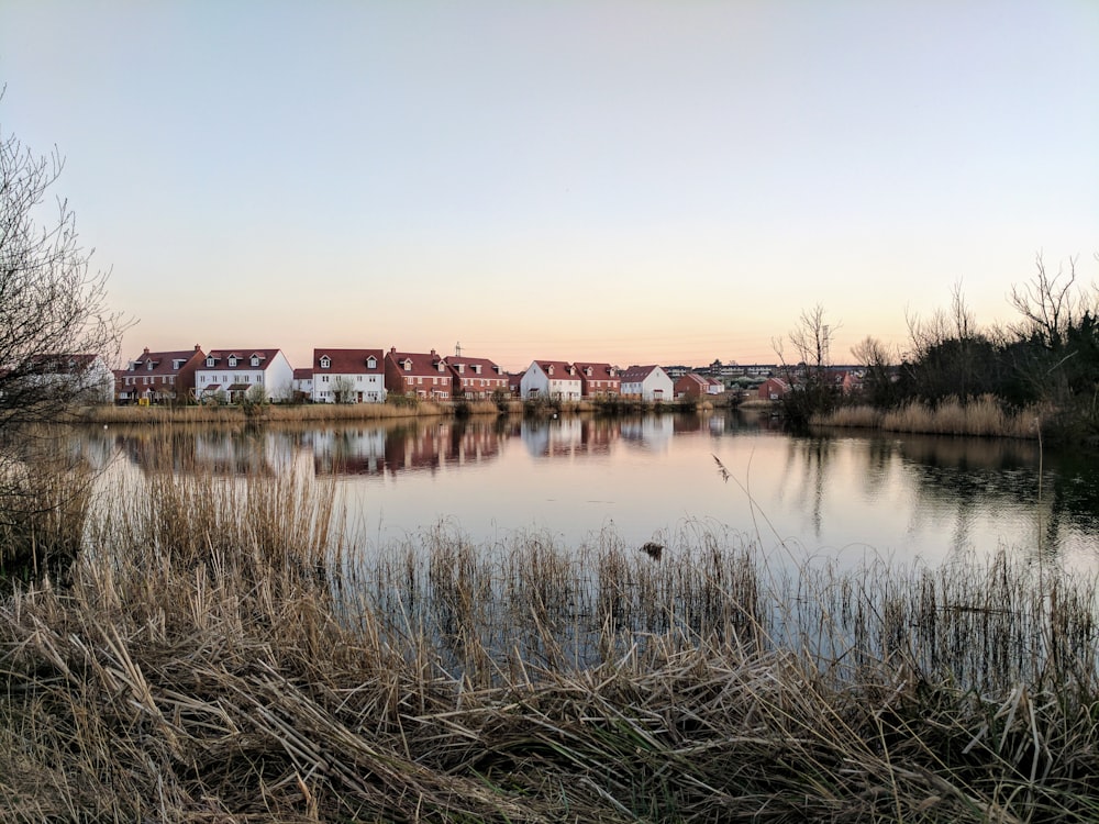 brown grass near body of water