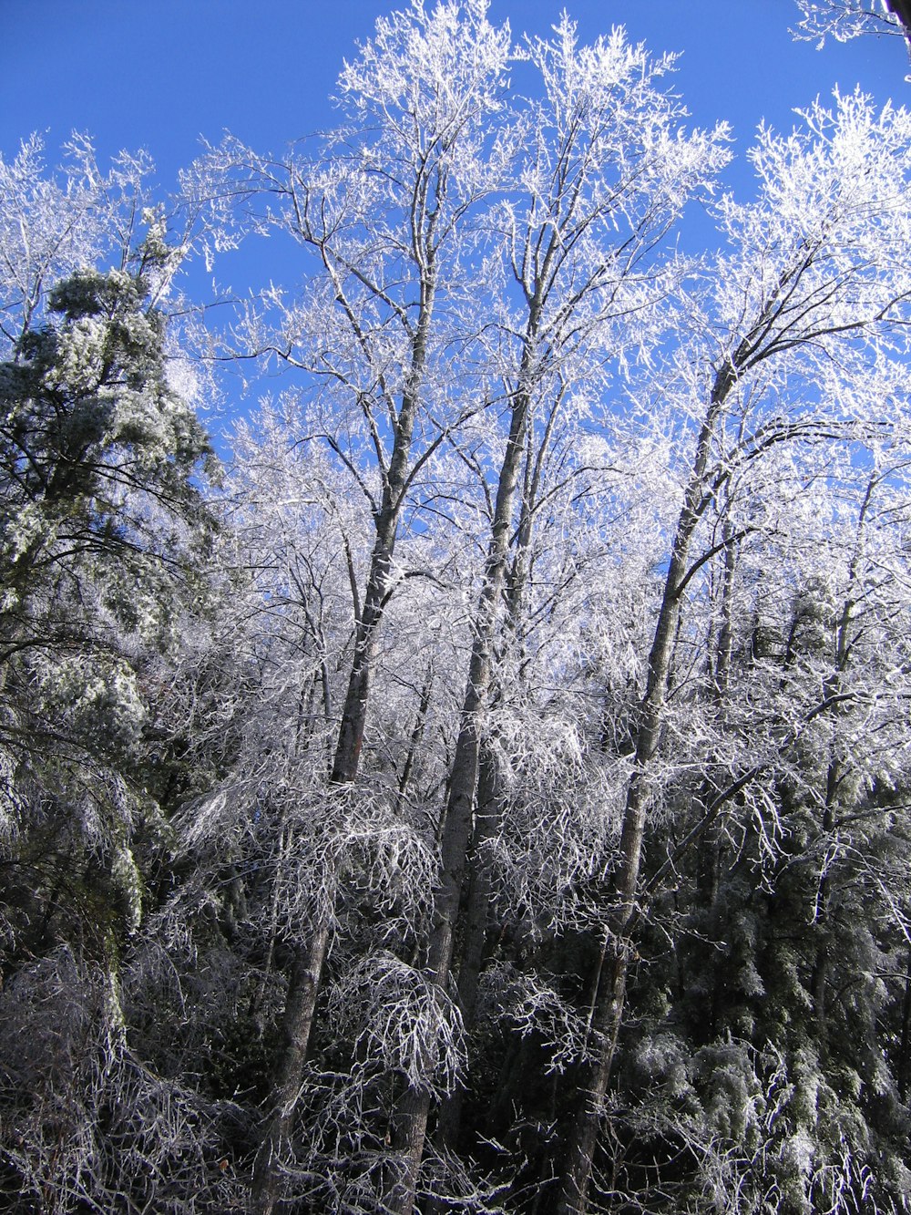 photo of snow covered trees under blue sky