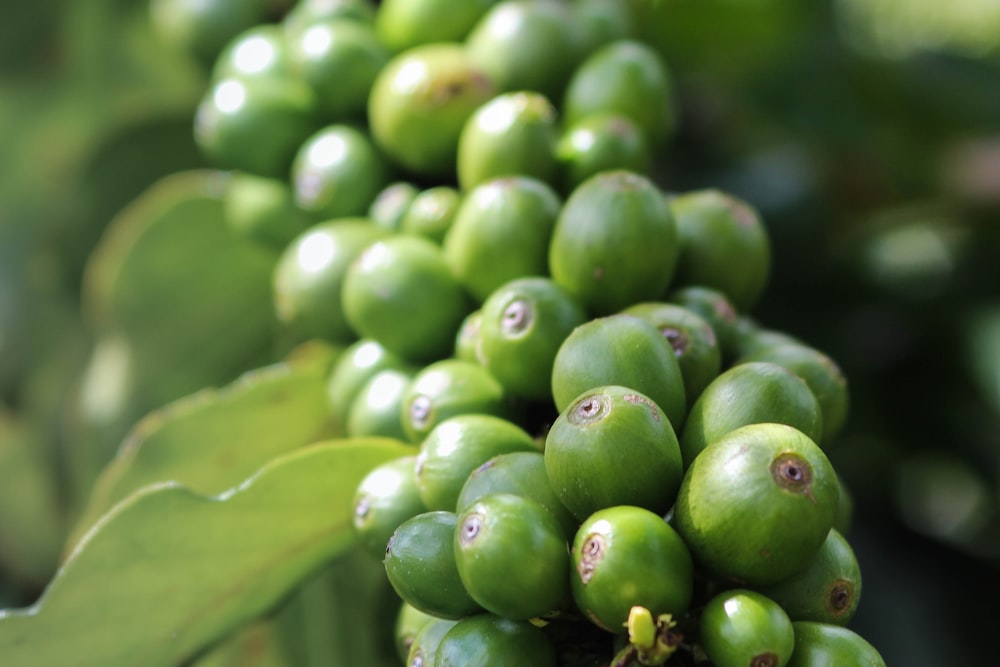 foto de foco raso de frutas verdes