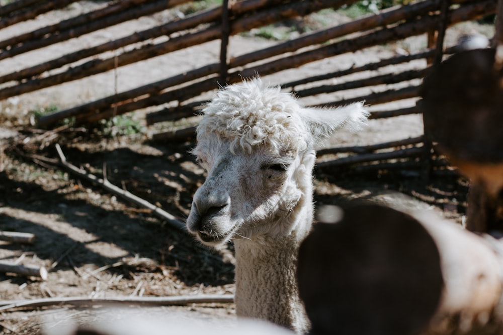 white llama