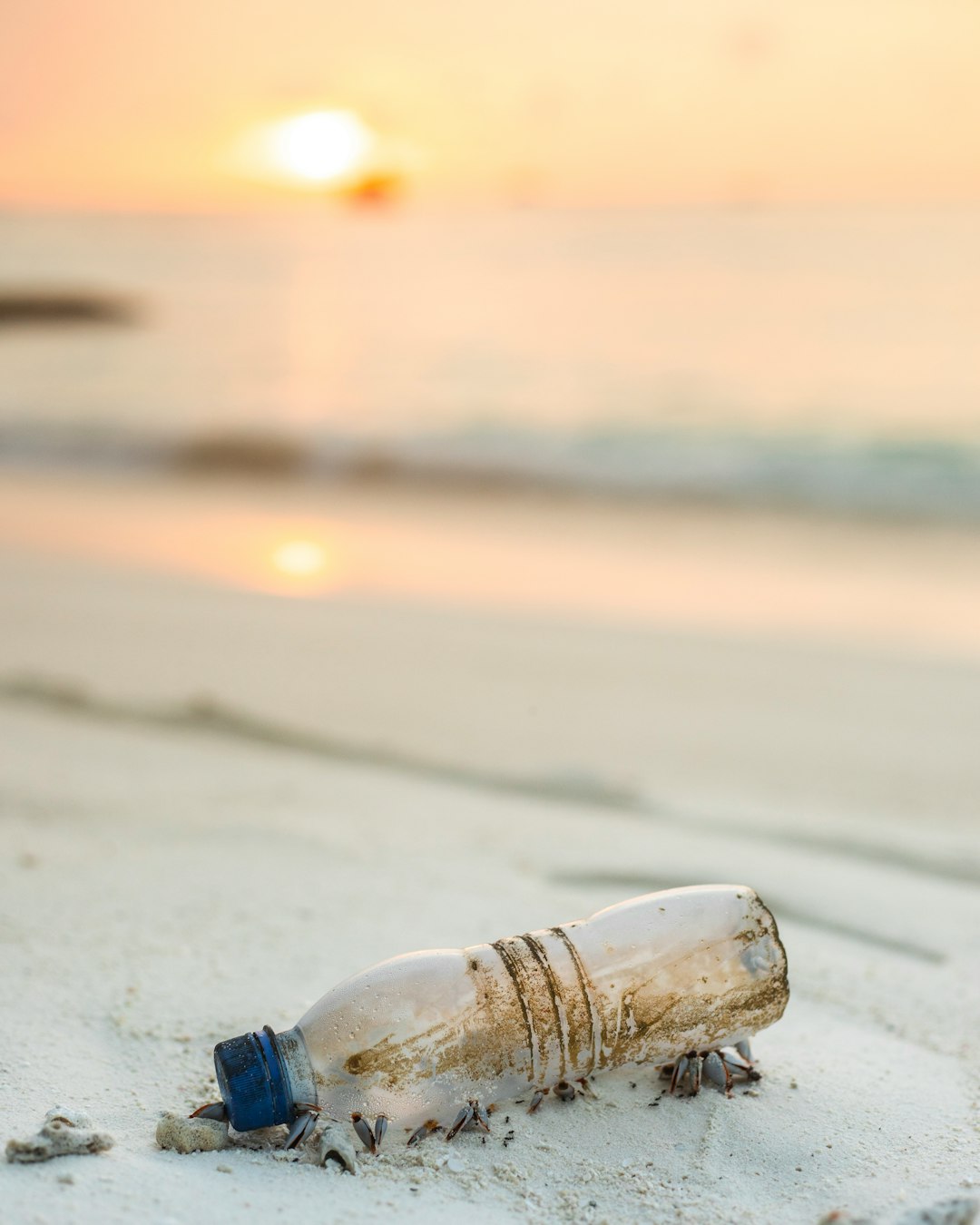 mushrooms grow in poop, animal waste, clear plastic bottle beside beach