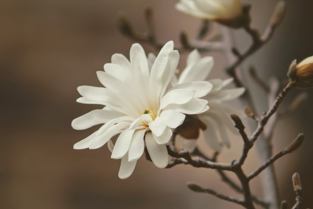 selective focus photography of white petaled flower