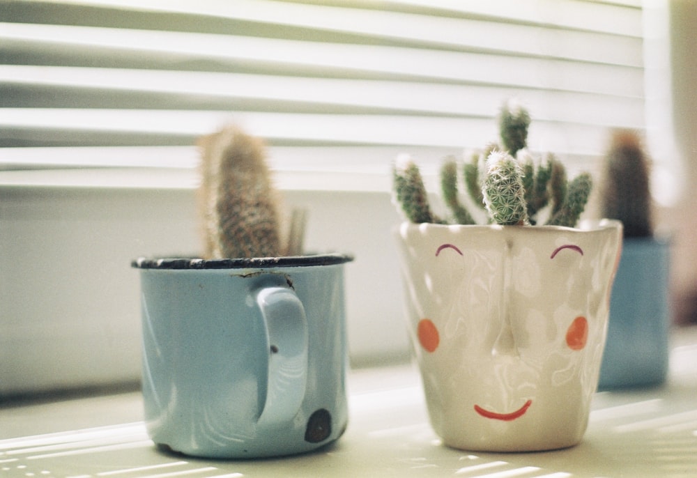 plante de cactus dans des tasses en céramique