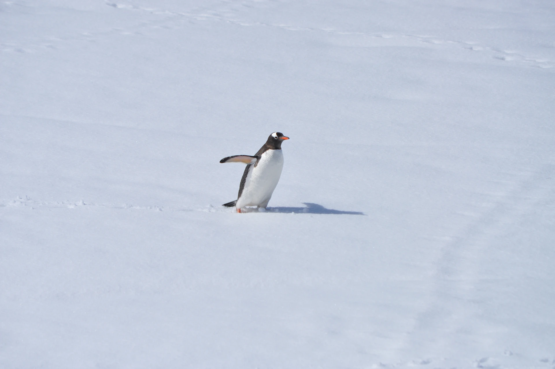 white and black penguin