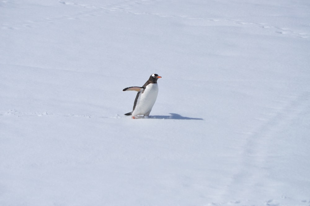 white and black penguin