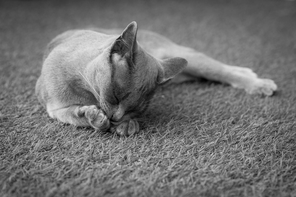 grayscale photo of cat on ground