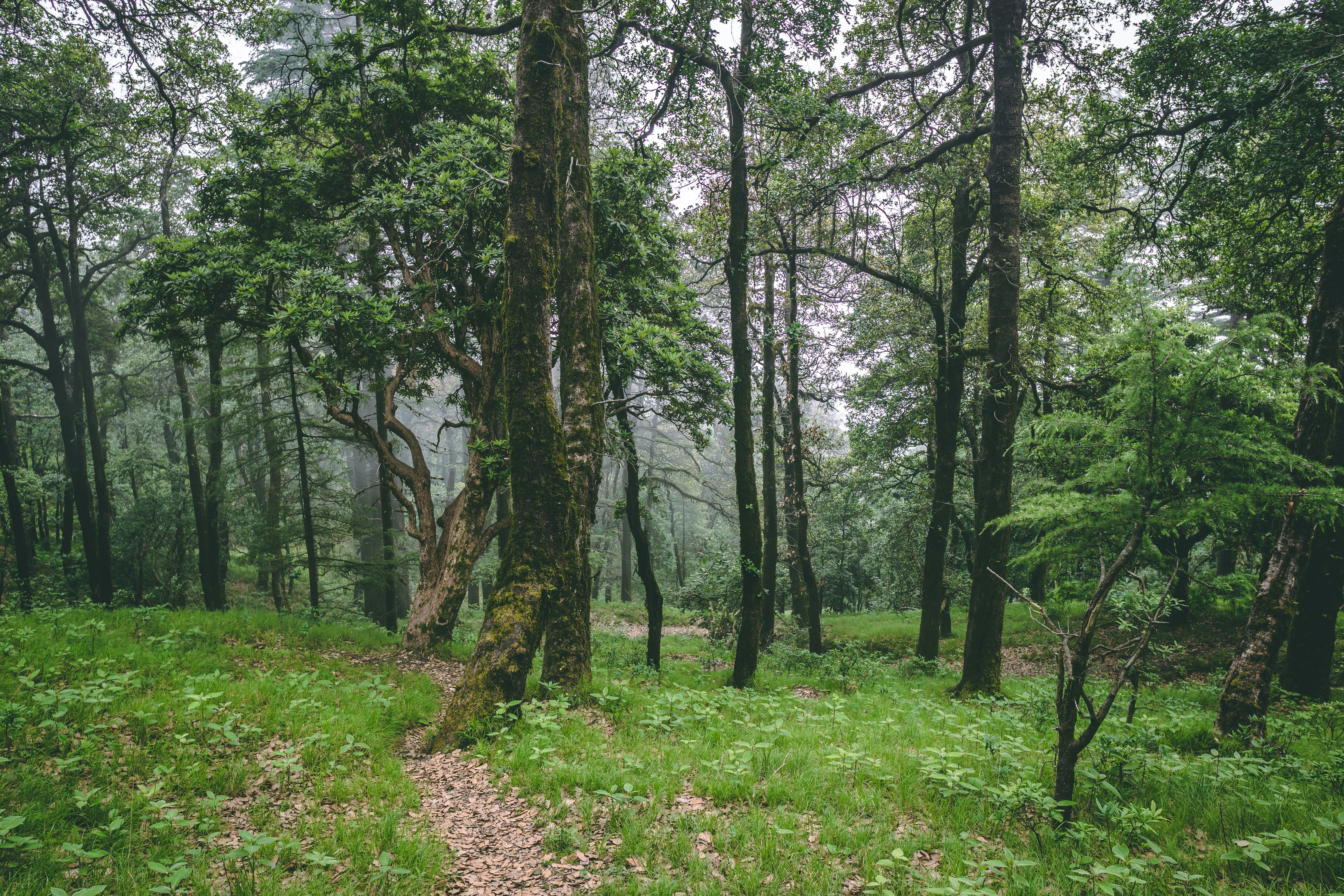 Trees full of moss and cloud passing in background