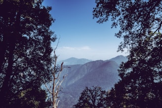 Scenic view of dense forests in Bastar region with morning mist hovering over the trees.