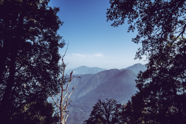 Scenic view of dense forests in Bastar region with morning mist hovering over the trees.