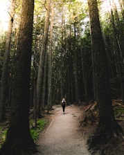 person walking surrounded by trees