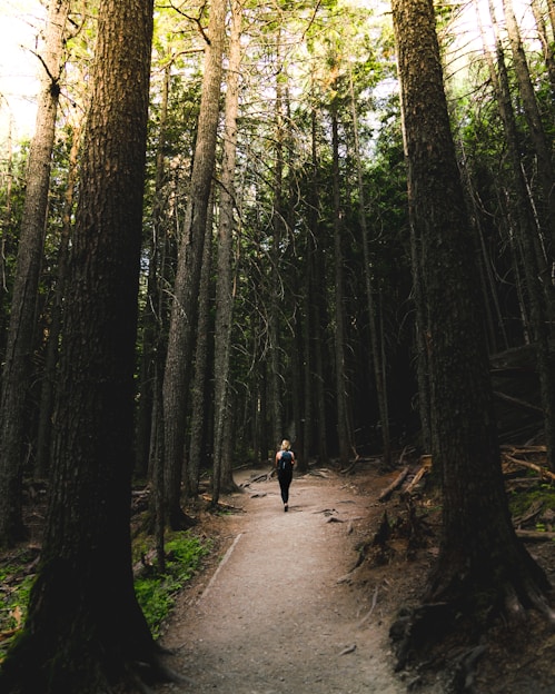 person walking surrounded by trees
