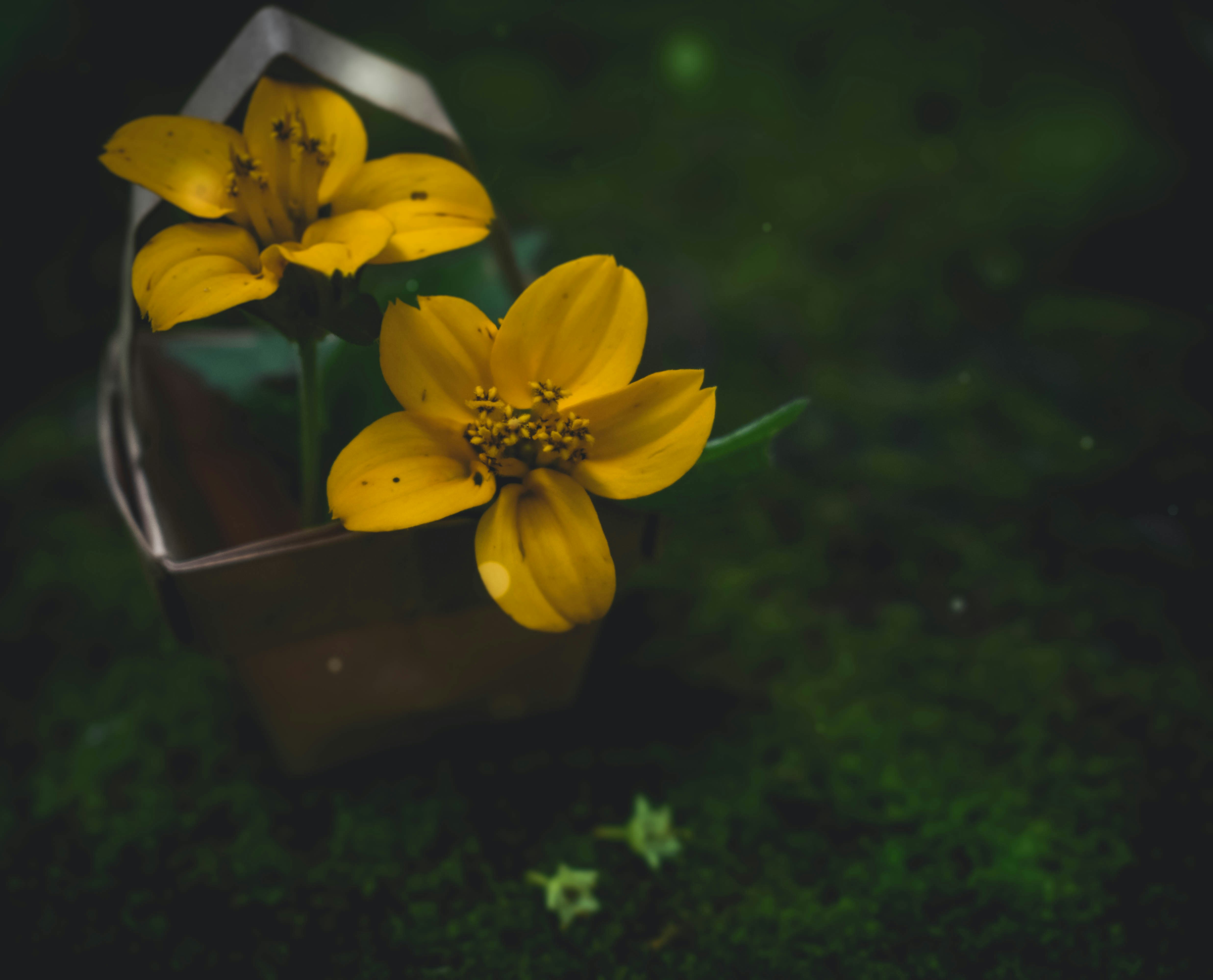 two yellow petaled flowers