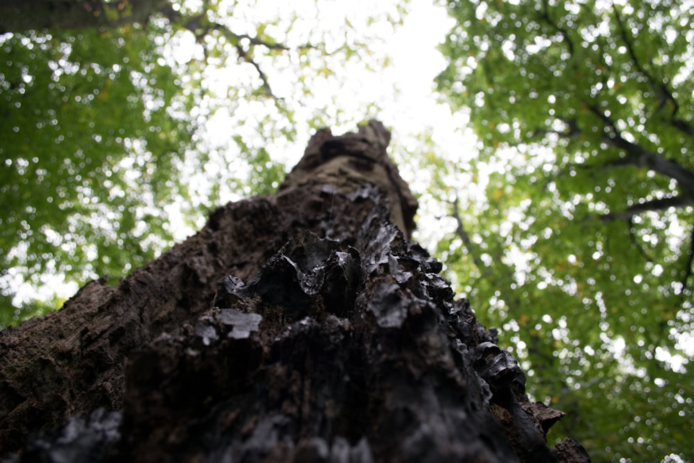 low angle photography of brown tree at daytime