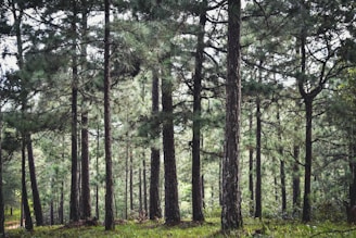 green leafed trees surrounded by grass