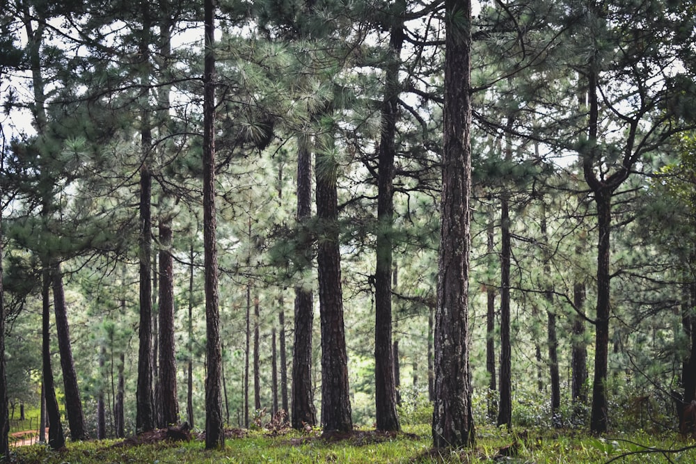 green leafed trees surrounded by grass