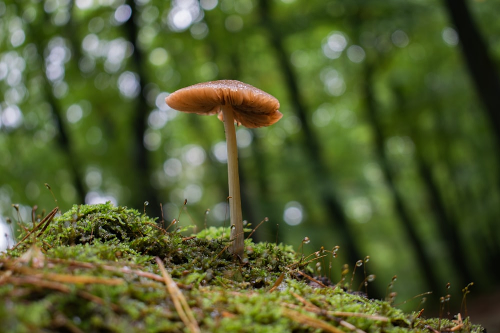 Selektive Fokusfotografie von weißen und braunen Pilzen