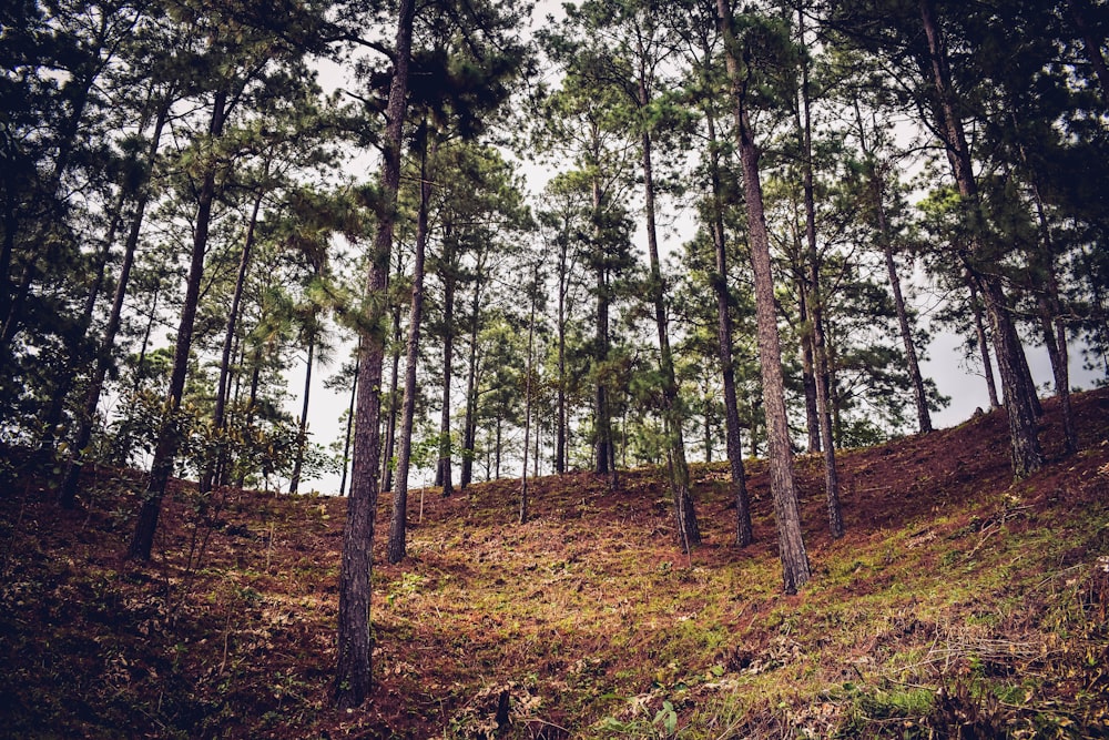 low-angle photography of green leafed trees at daytime