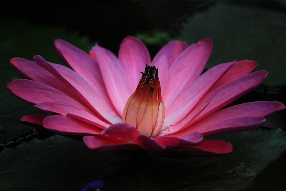 closeup photography of purple lotus flower