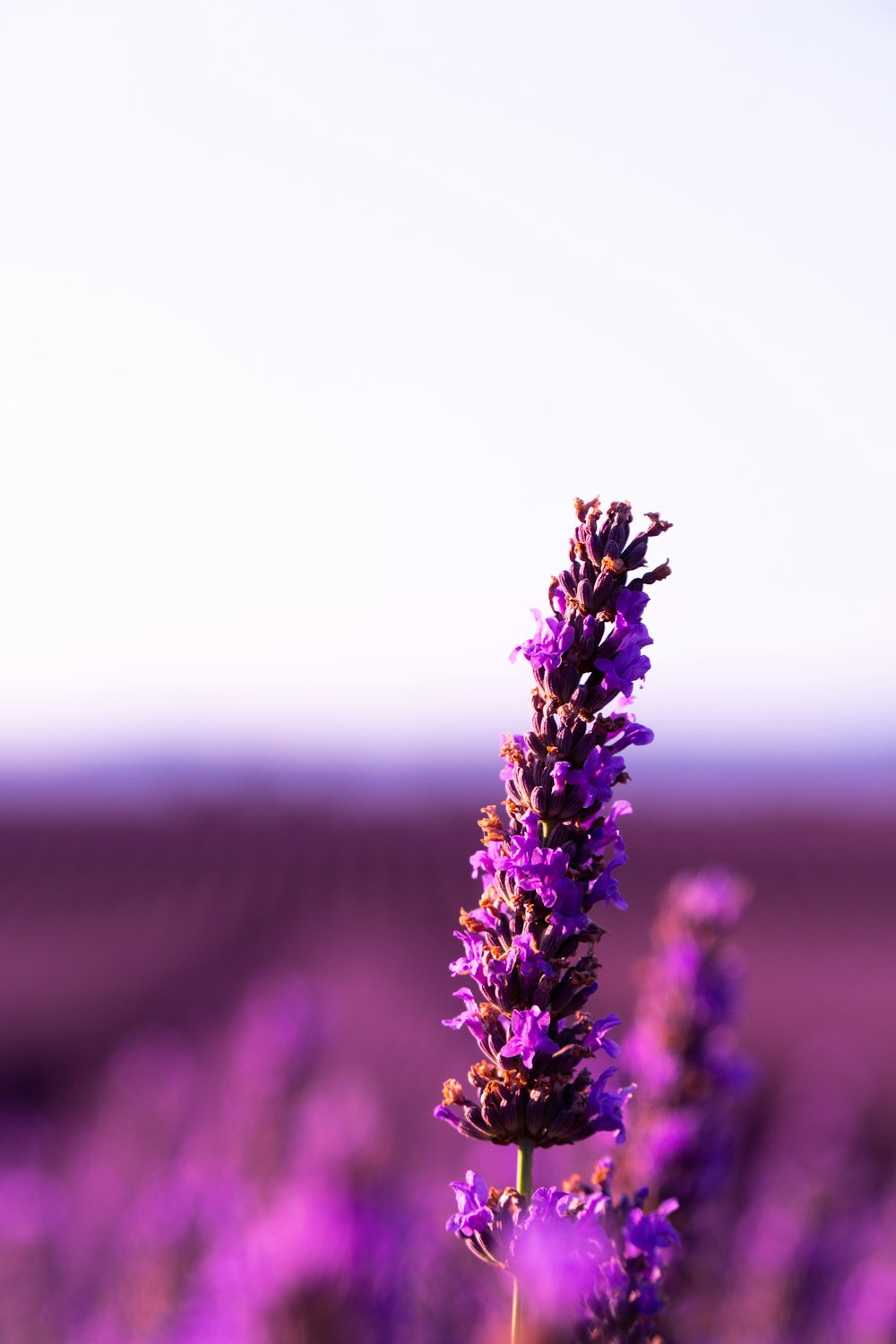 purple flower in tilt shift lens