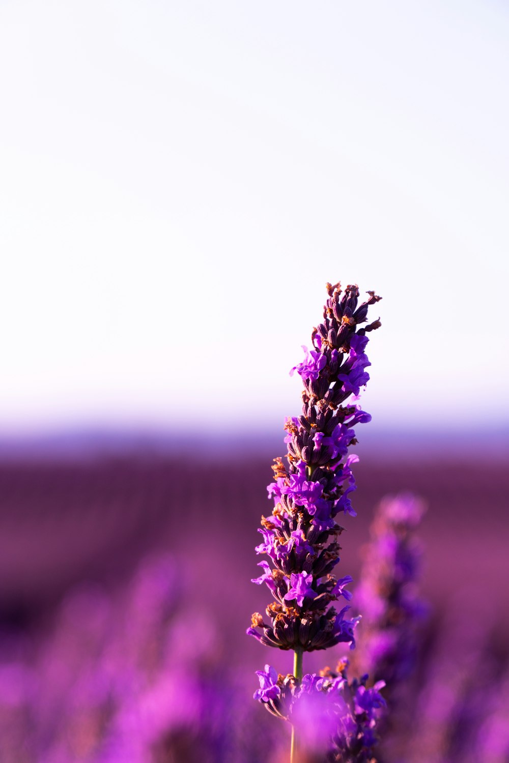 flor púrpura en lente de cambio de inclinación