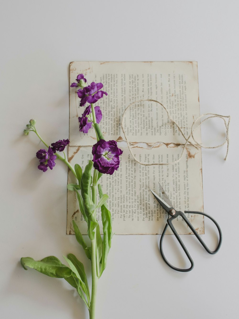 fiori dai petali viola su carta da stampa accanto alle cesoie