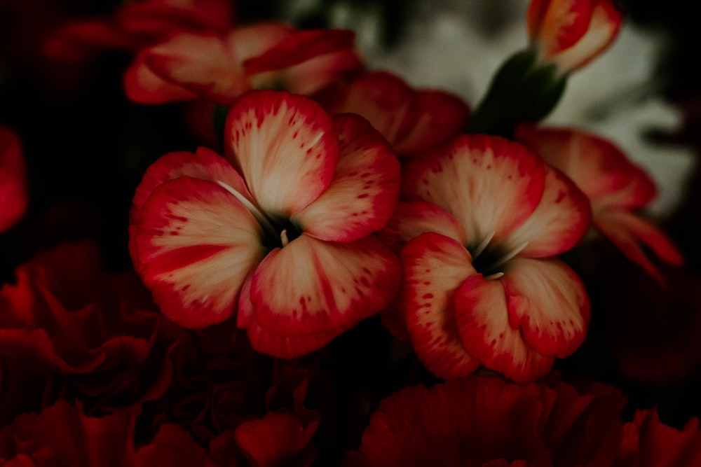 closeup photography of beige and red petaled flowers
