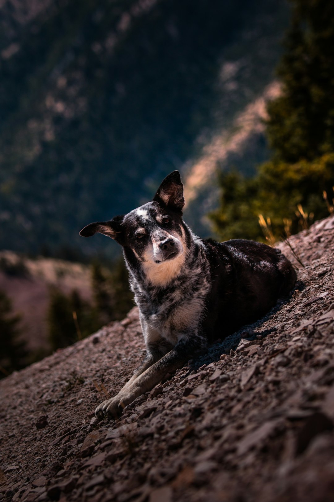 black and white short coated dog sitting on brown rock during daytime