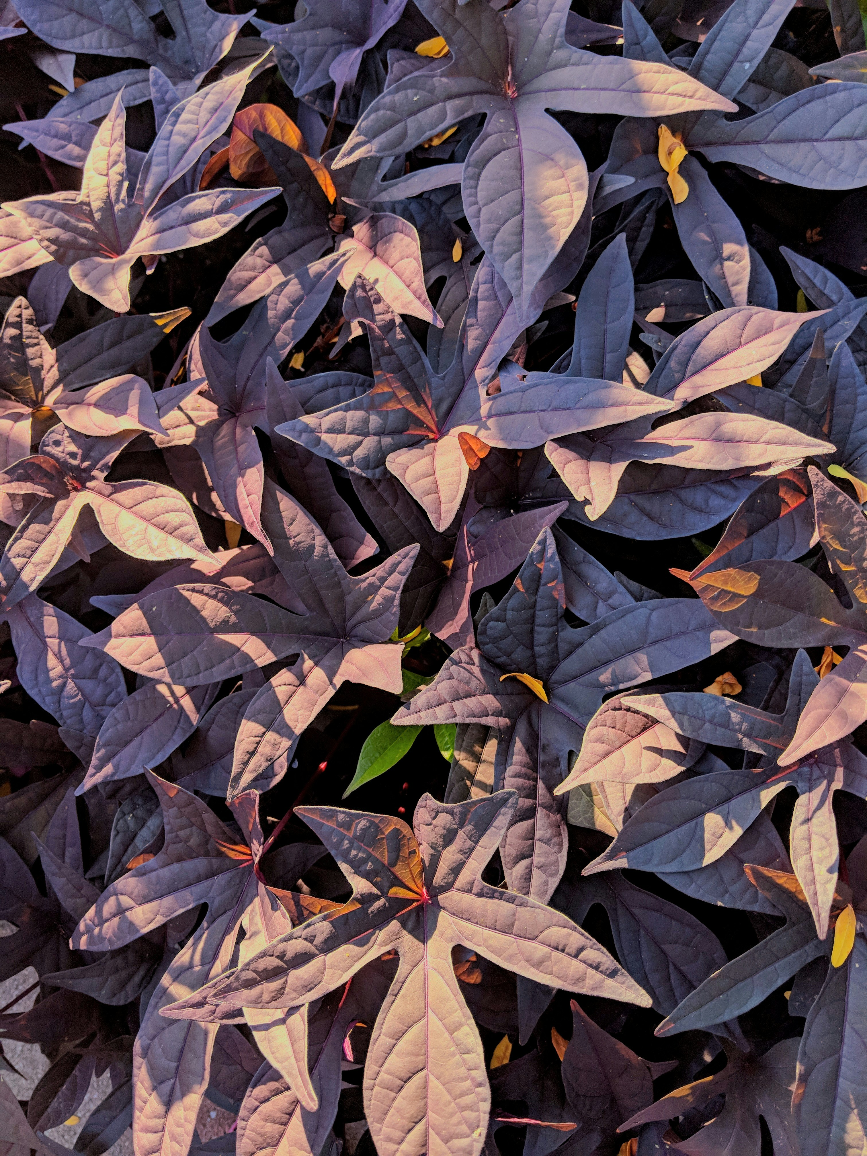 Purple palmate leaf plant closeup photo photo – Free Ravinia festival ...
