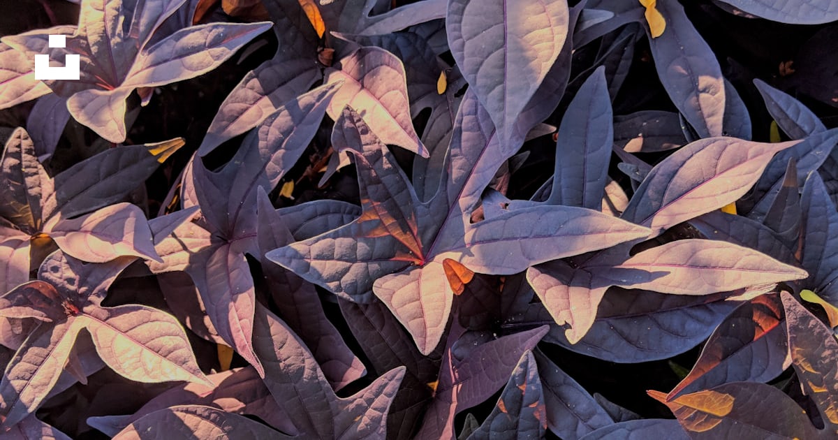 Purple palmate leaf plant closeup photo photo – Free Ravinia festival ...