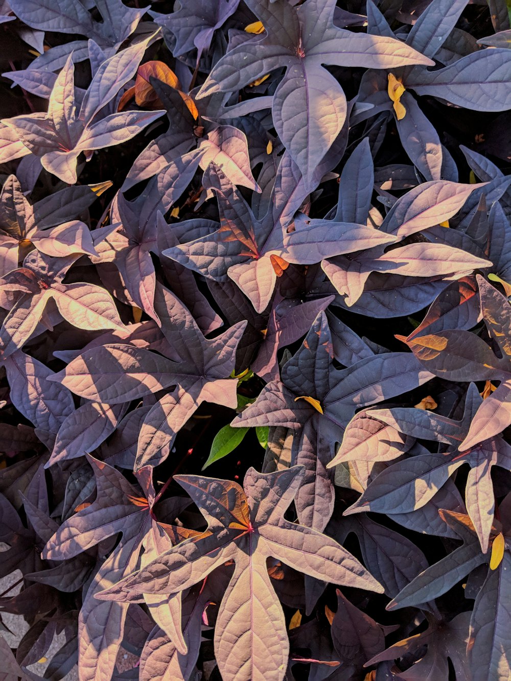 purple palmate leaf plant closeup photo