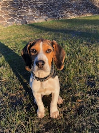 adult white and tan beagle on field