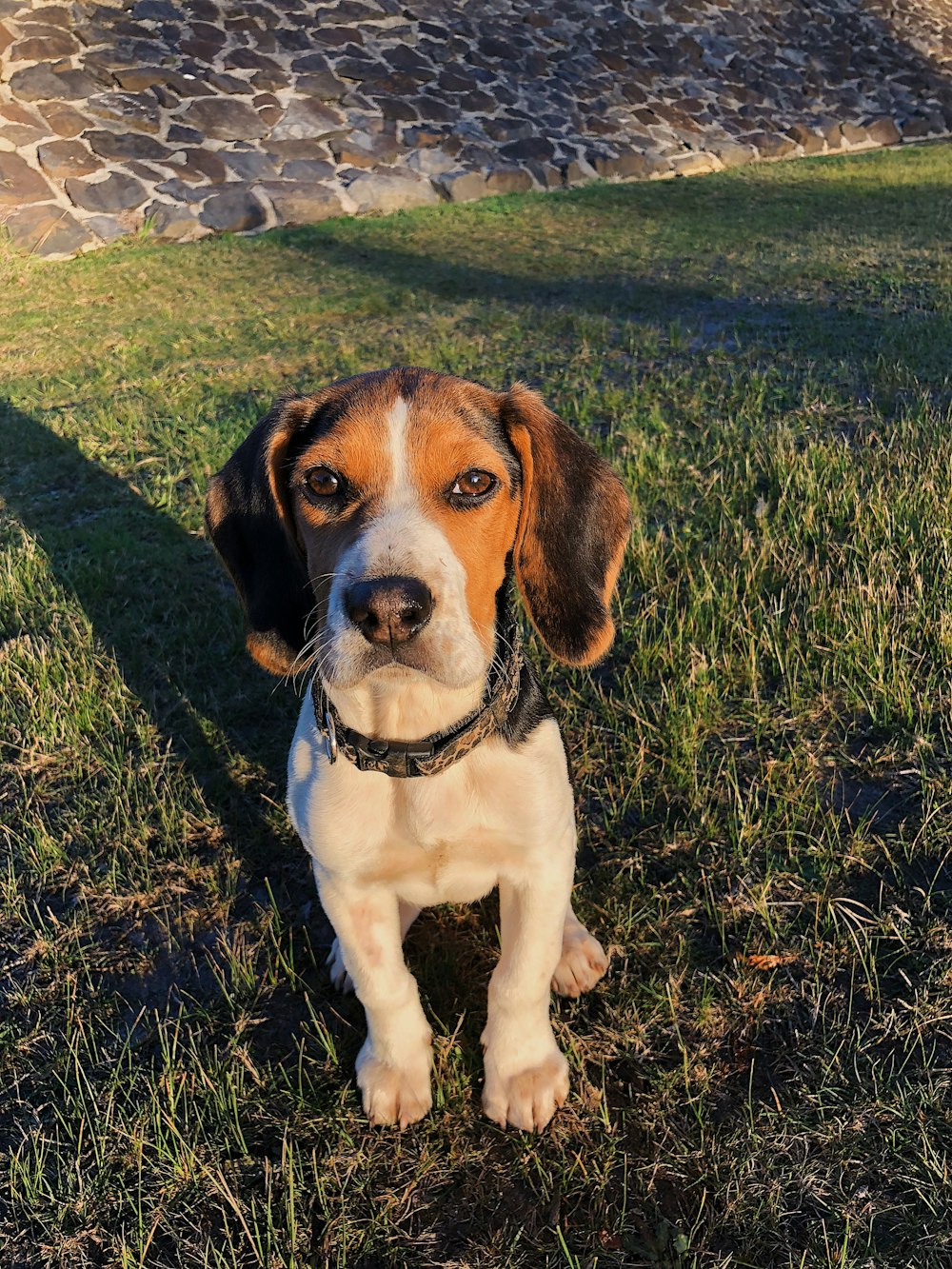 adult white and tan beagle on field