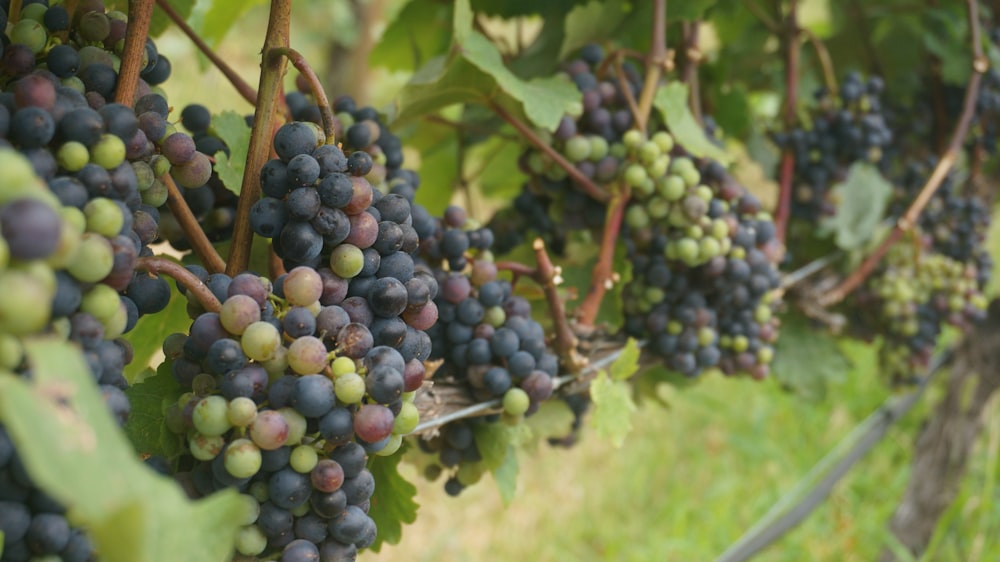 selective focus photography of grapes at daytime