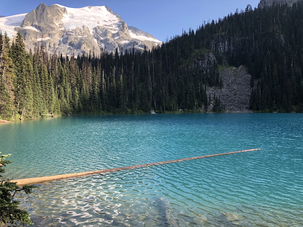 pine trees near body of water at daytime