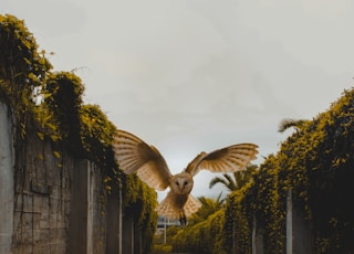 owl flying between walls