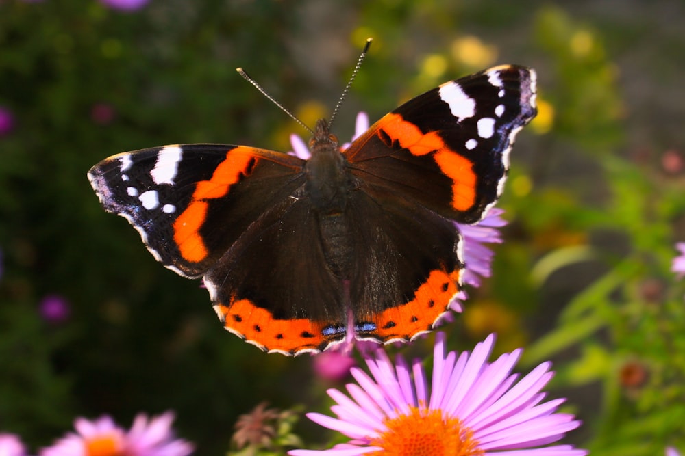 Photographie sélective de papillon