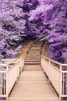 wooden bridge and staircase between purple trees