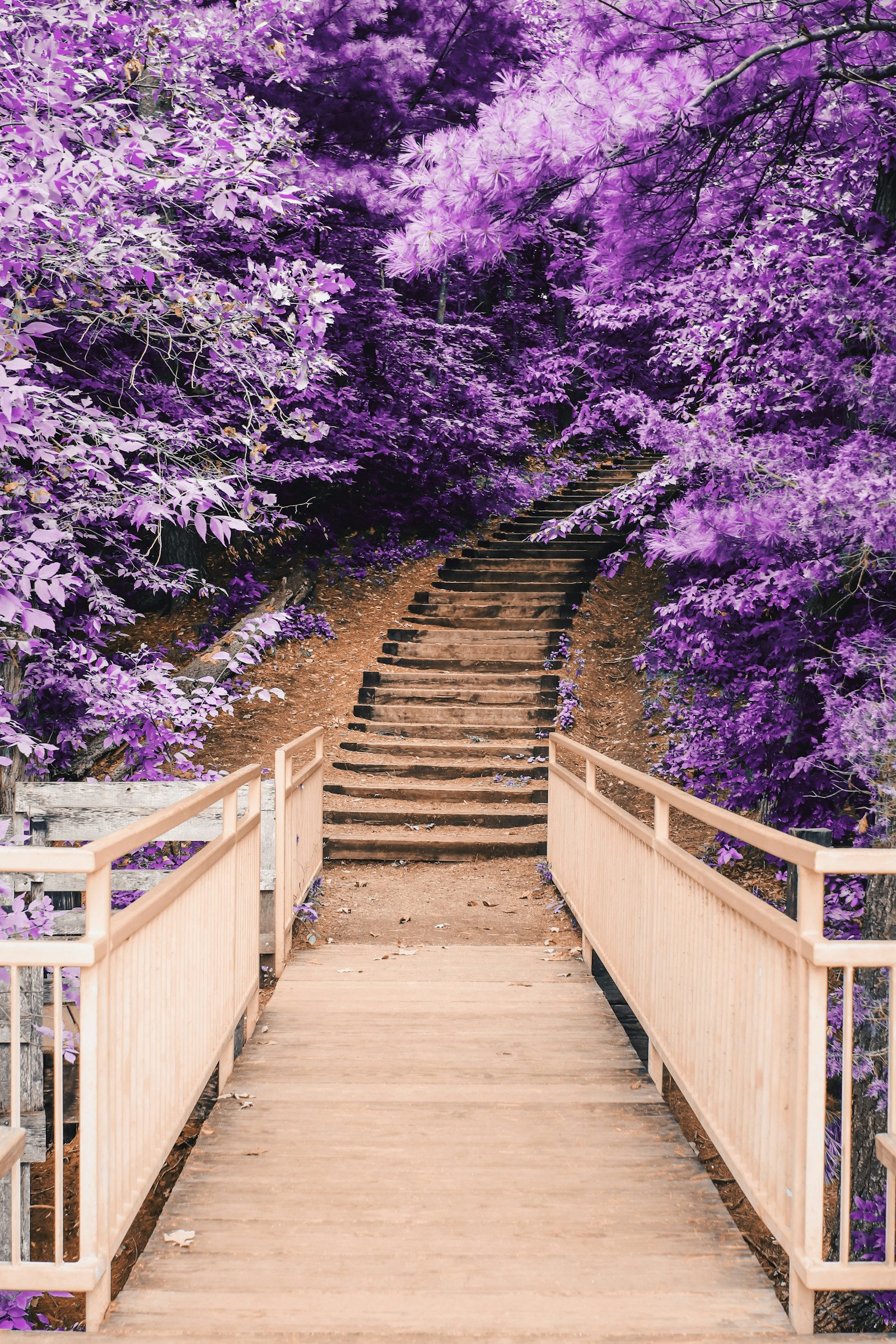 Canon EOS 80D + Sigma 30mm F1.4 EX DC HSM sample photo. Wooden bridge and staircase photography