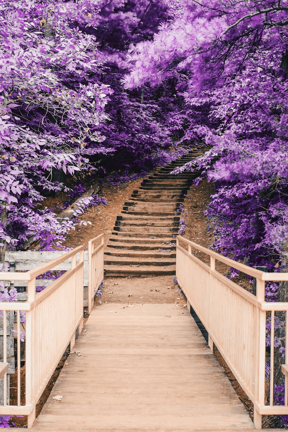 wooden bridge and staircase between purple trees
