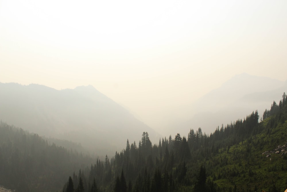 green pine trees on hill covered by fogs