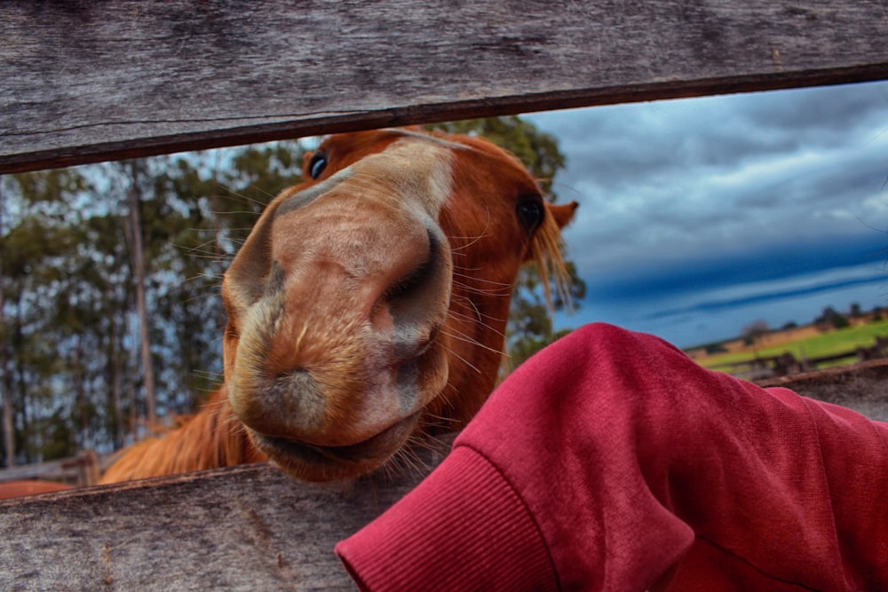 selective focus of brown horse