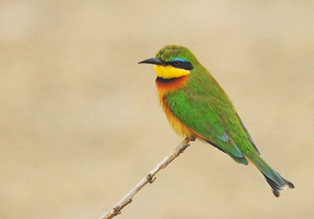 green, yellow, and red bird perched on brown stick